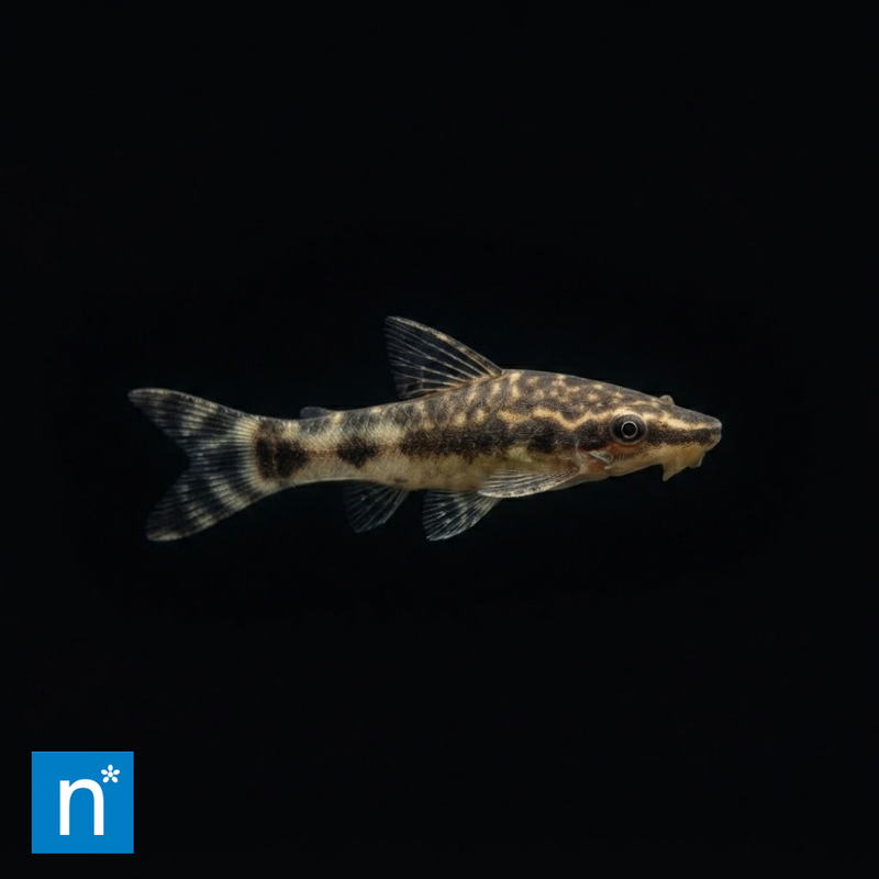 Otocinclus Catfish | Otocinclus sp.