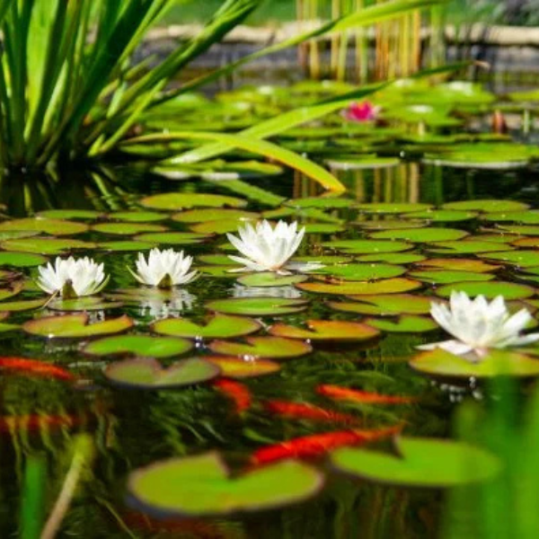 Aquatic Plants For Ponds