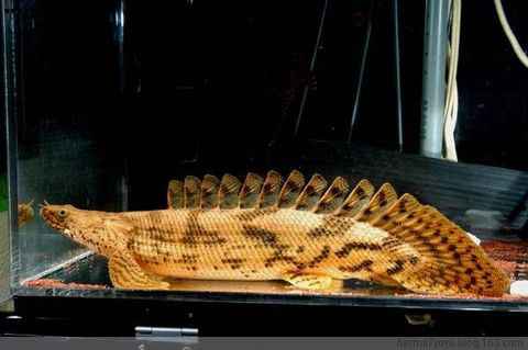 Saddled Bichir | Polypterus endlicherii