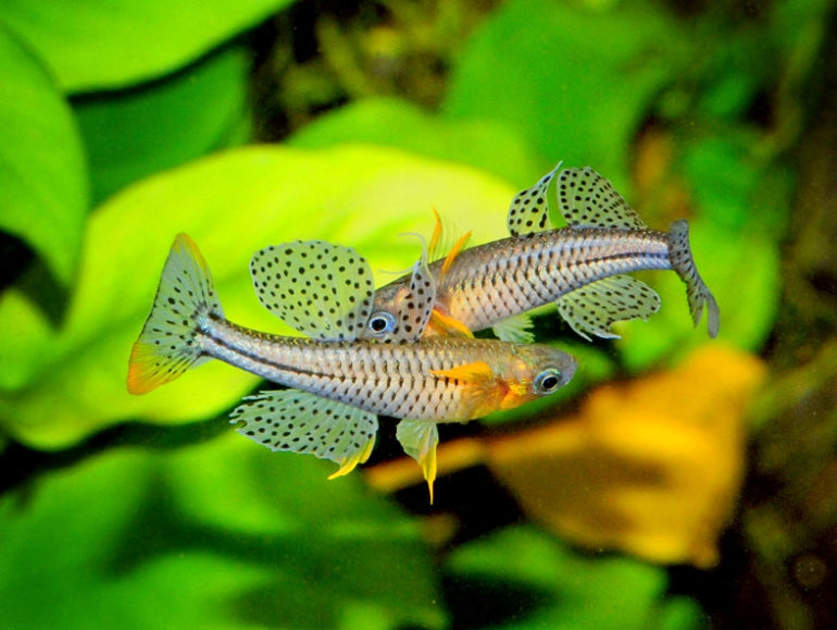 Pseudomugil Gertrudae M