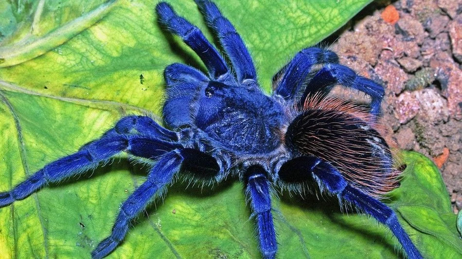 Brazilian Blue Tarantula | Pterinopelma sazimai