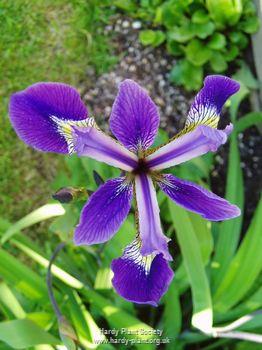 Iris robusta 'Dark Aura'  P9