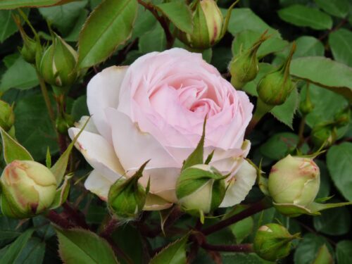 Stephanie Baron zu Guttenberg Standard Rose 12 Litre