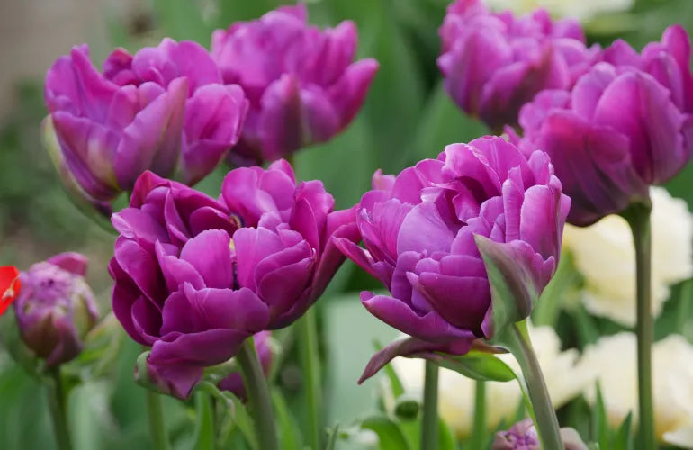 Tulip 'Negrita Double' (7 Pack)