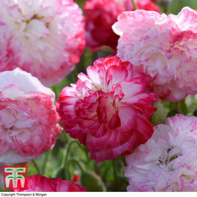 Poppy 'Supreme'