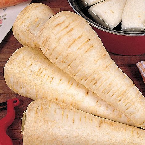 Parsnip 'White Gem'