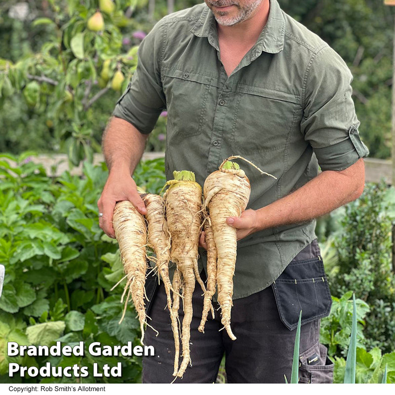 Parsnip 'Sabre'