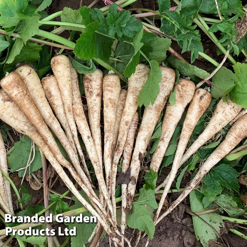 Parsnip 'Sabre'