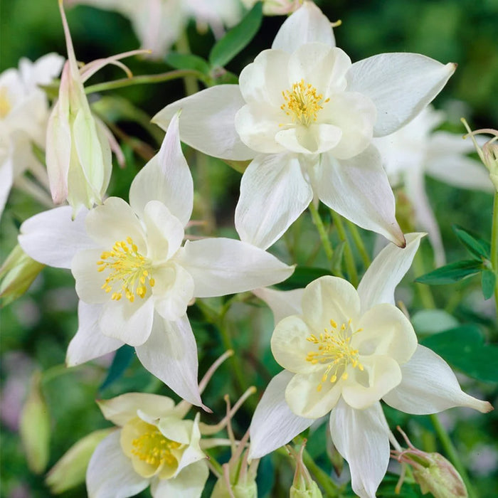 Aquilegia Spring Magic White