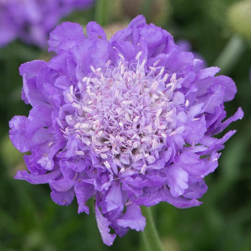 Scabiosa 'Mariposa Blue'