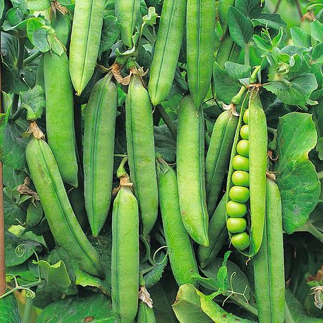 Pea 'Rondo'