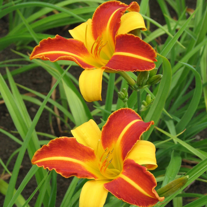 Hemerocallis Frans Hall