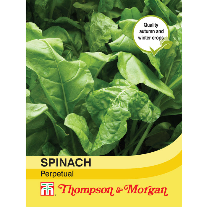 Spinach 'Perpetual' (Spinach Beet)