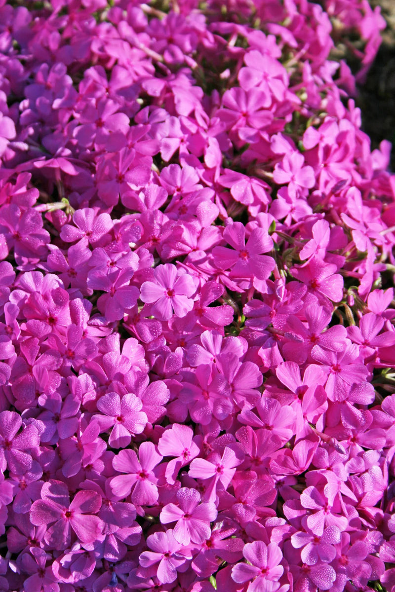 Phlox subulata Fort Hill Deep Pink (9cm)