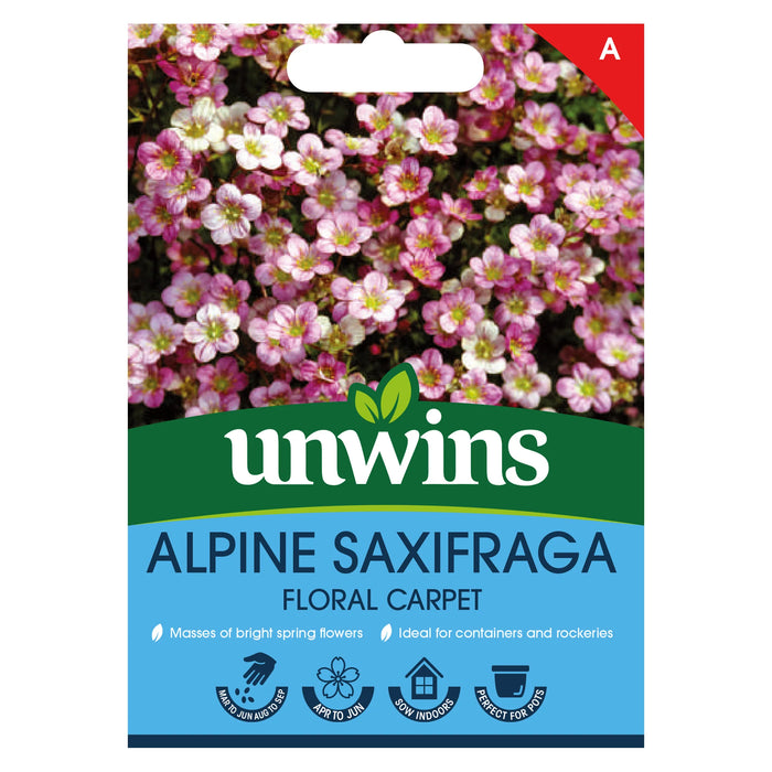 Alpine Saxifraga Floral Carpet