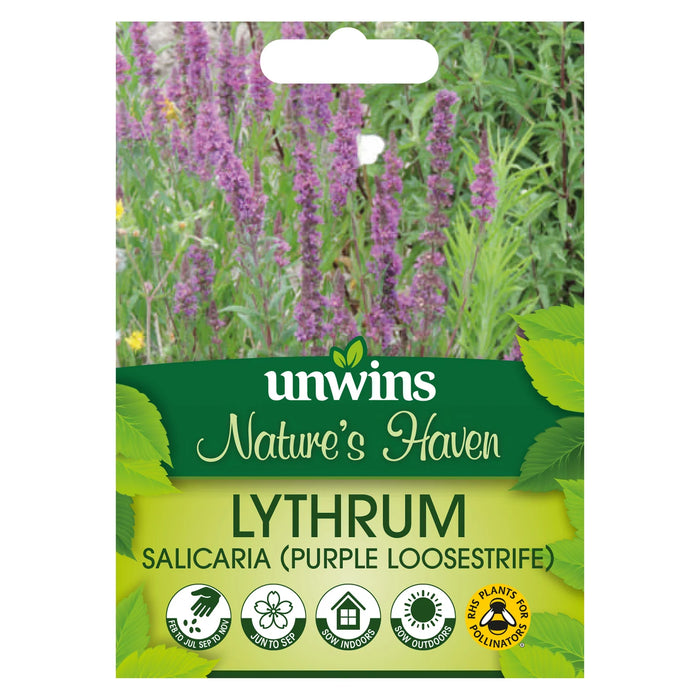 Nature's Haven Lythrum Salicaria Purple Loosestrife