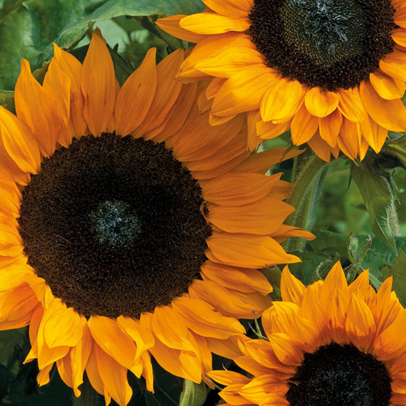 Natures Haven Sunflower Copper Queen