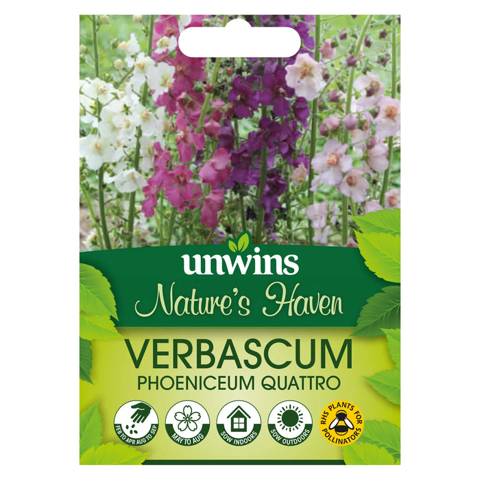 Natures Haven Verbascum Phoeniceum Quattro