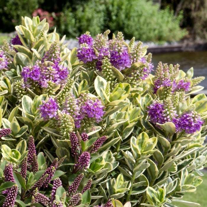 Hebe 'Classic Katrina' (2 Litre)