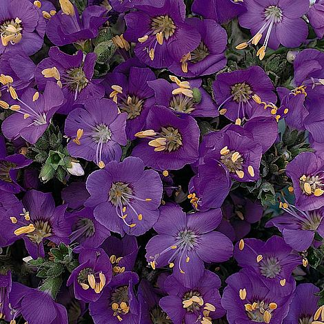 Polemonium Boreale 'Heavenly Habit'