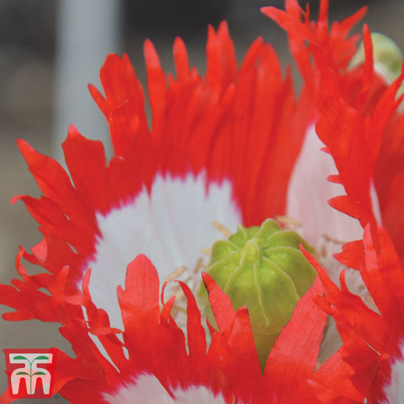 Poppy 'Danish Flag'