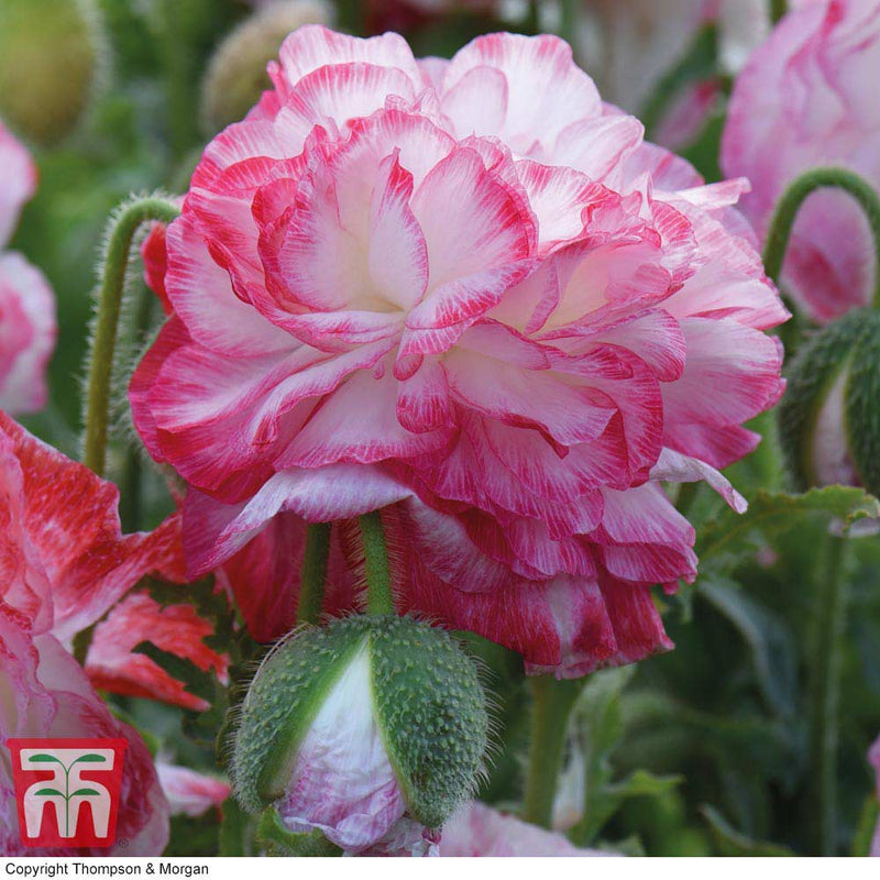 Poppy 'Supreme'