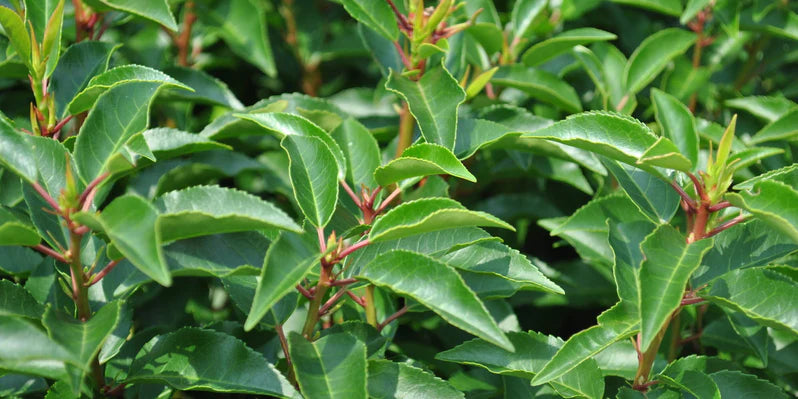 Prunus lusitanica 'Angustifolia' Trough | Portugese Laurel (110 Litre Trough 100 x 180cm)