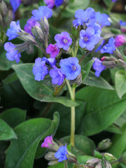 Lungwort 'Blue Ensign' – Pulmonaria 'Blue Ensign'