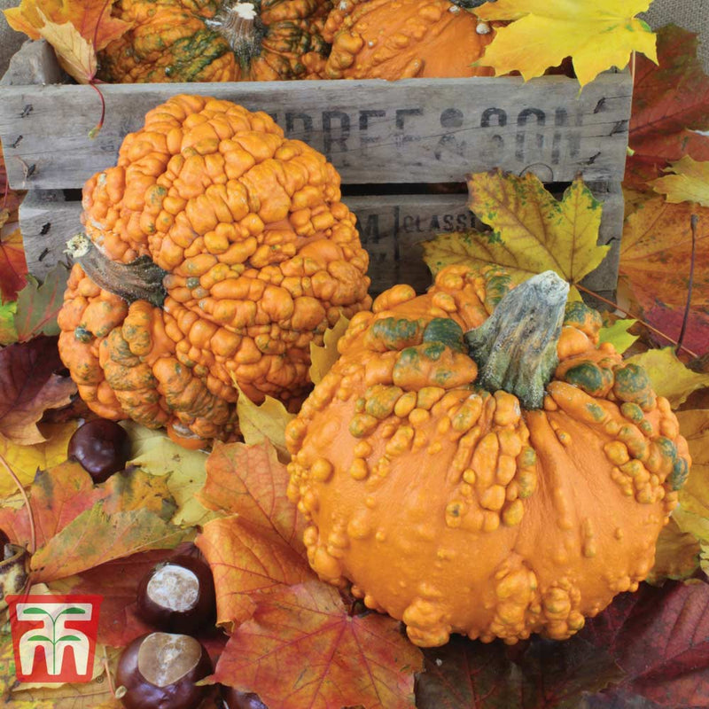 Pumpkin 'Zombie' F1 Hybrid