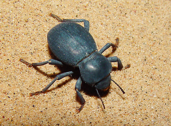 Death Feigning Beetle | Asbolus laevis