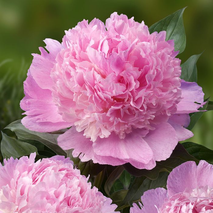 Paeonia lact. 'Angel Cheeks' 4 Litre