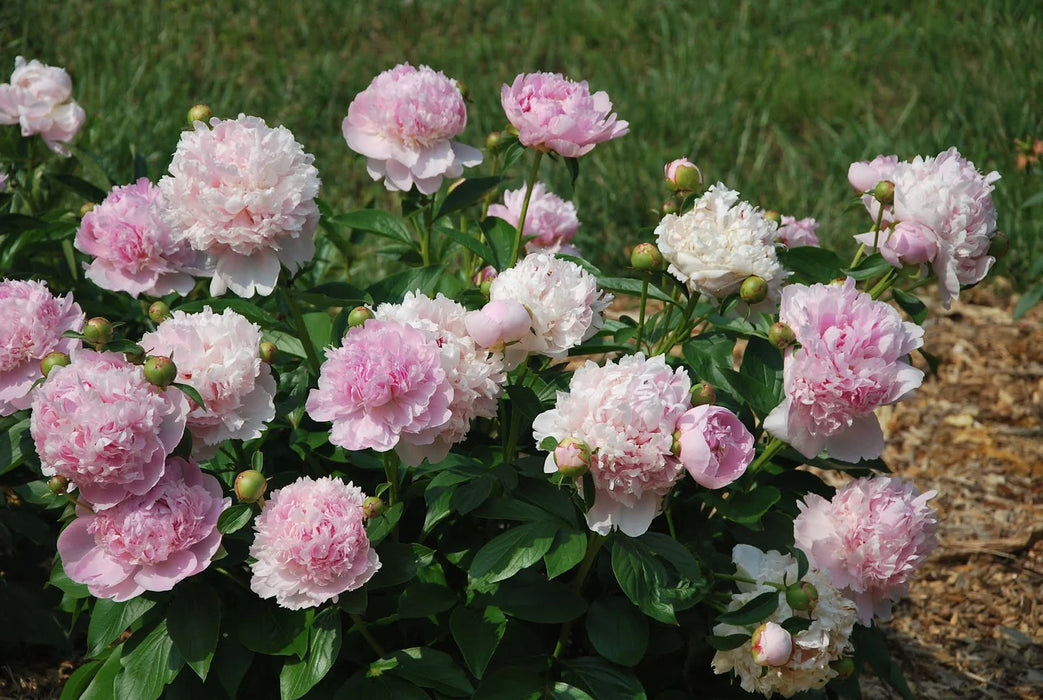 Paeonia lact. 'Angel Cheeks' 4 Litre