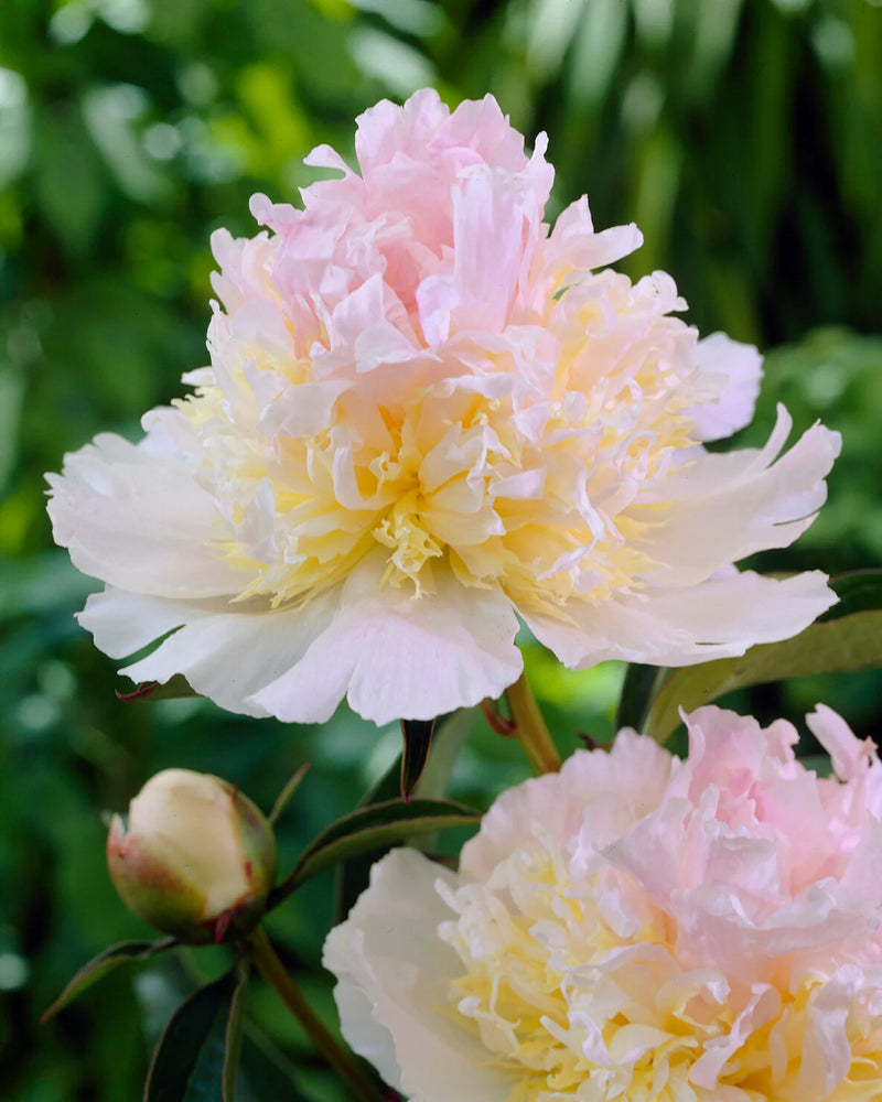 Paeonia lactiflora 'Top Brass' 4L