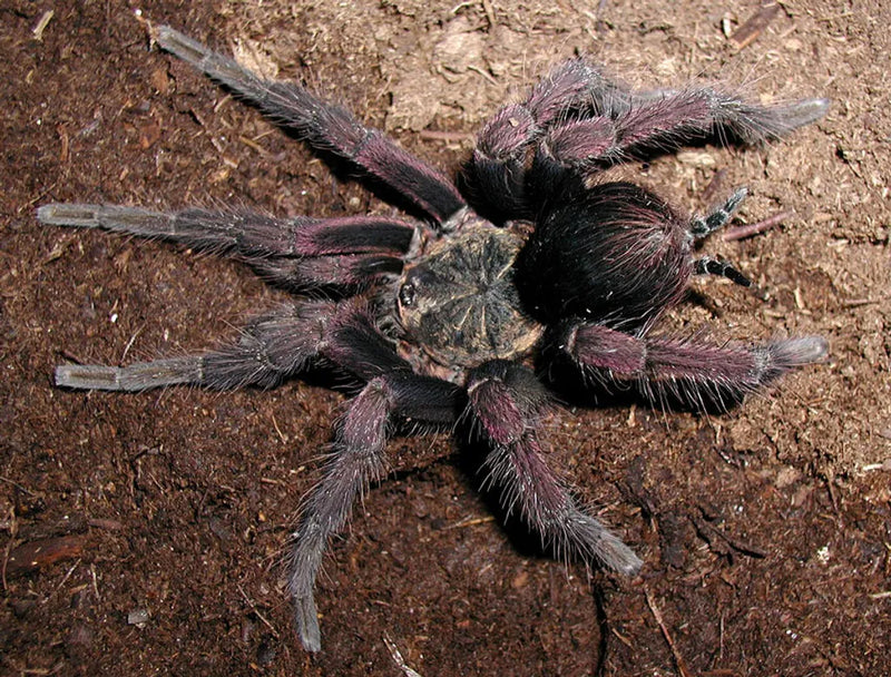 Colombian Giant Brown Tarantula | Pamphobeteus fortis (Med)