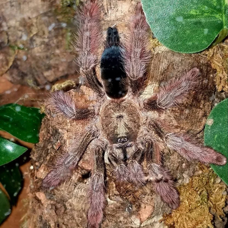 Panama Blonde Tarantula Small | Psalmopoeus pulcher