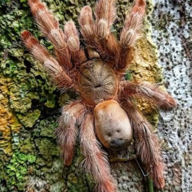 Panama Blonde Tarantula Small | Psalmopoeus pulcher