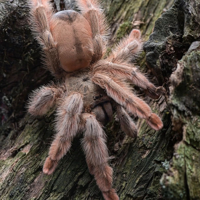 Panama Blonde Tarantula Small | Psalmopoeus pulcher