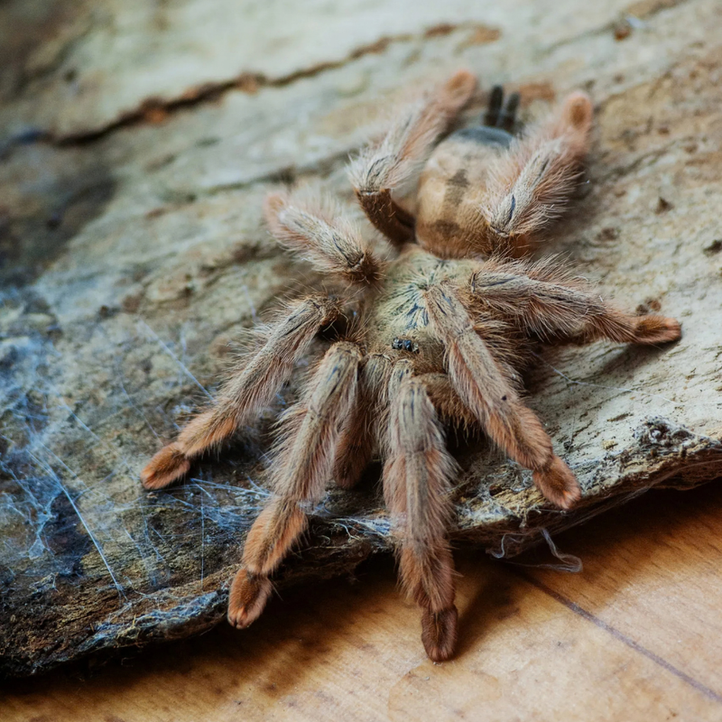 Panama Blonde Tarantula Small | Psalmopoeus pulcher