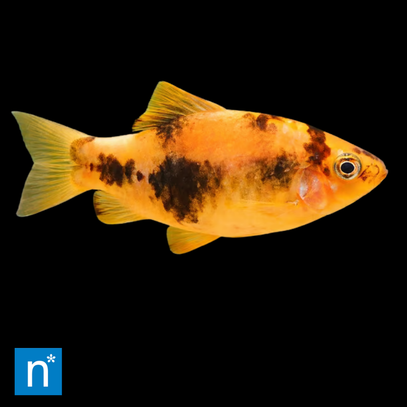 Panda Barb | Haludaria sp.