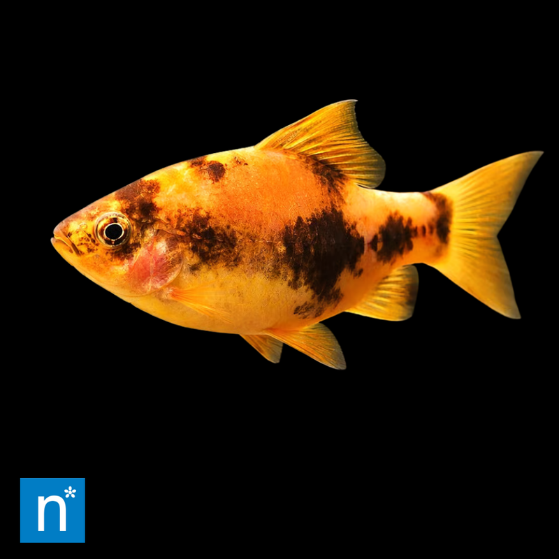 Panda Barb | Haludaria sp.