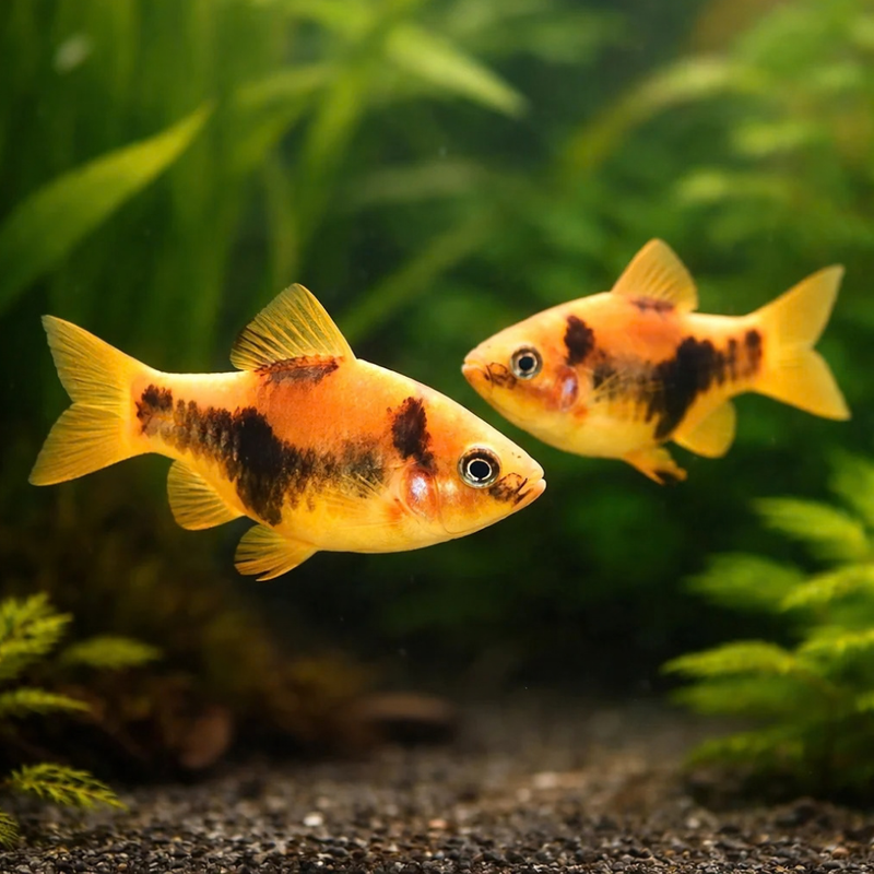 Panda Barb | Haludaria sp.