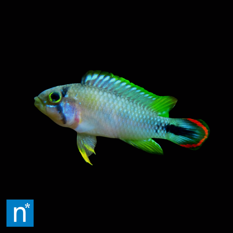 Panda Dwarf Cichlid | Apistogramma panduro (3–4cm)