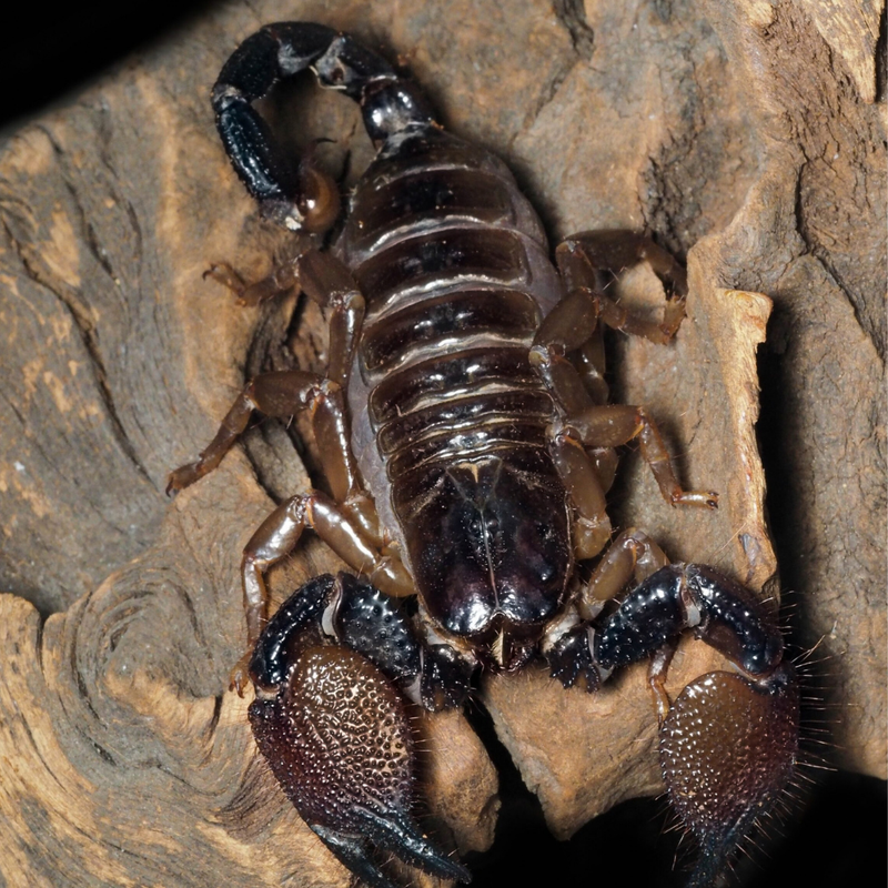 Pandinus Exitialis Scorpion Large | Pandinus exitialis