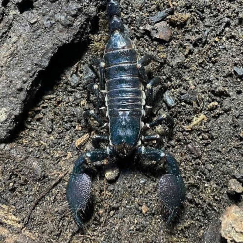 Pandinus Exitialis Scorpion Large | Pandinus exitialis