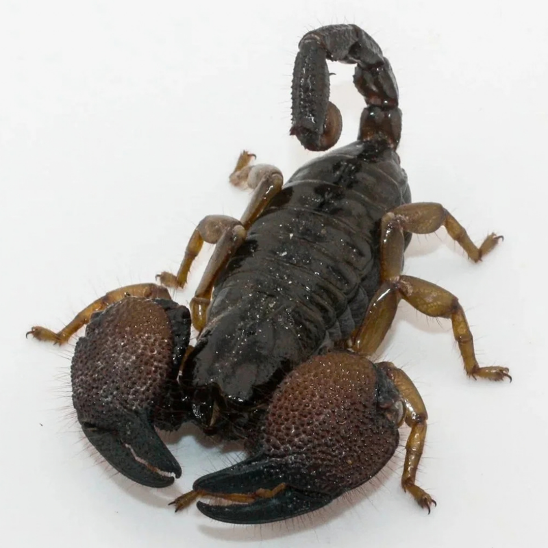 Pandinus Exitialis Scorpion Large | Pandinus exitialis
