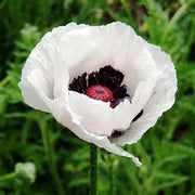 Papaver Orientale Royal Wedding