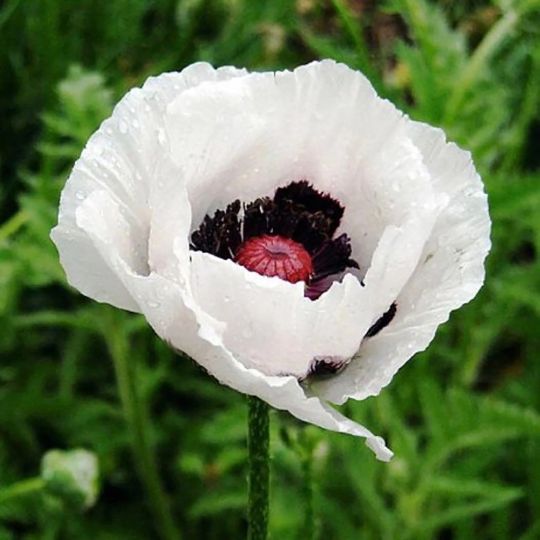 Papaver Orientale Royal Wedding