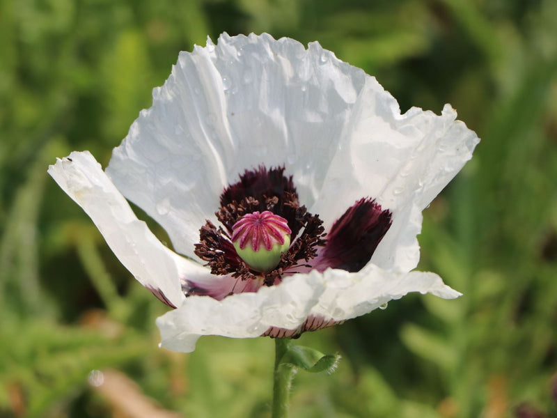 Papaver Orientale Royal Wedding