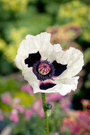 Papaver Orientale Royal Wedding