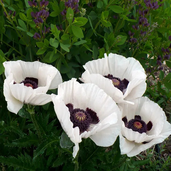 Papaver Orientale Royal Wedding